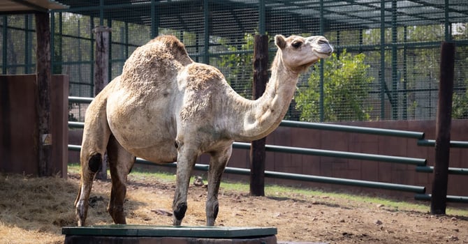 Blog - Abilene Zoo Summer 2026: Beat the Heat Tips and Nearby Vacation Rentals