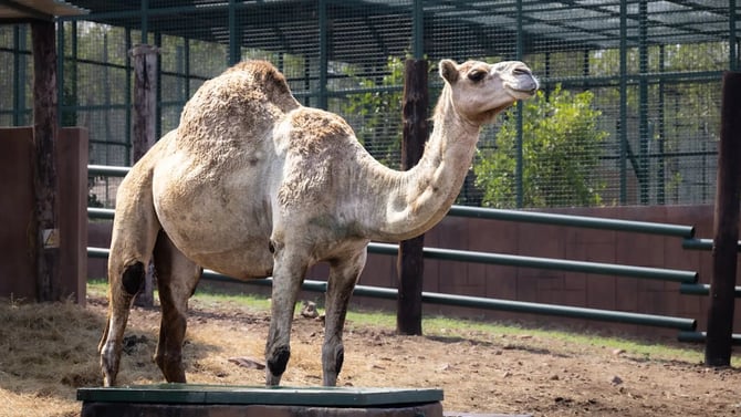 Blog - Abilene Zoo Summer 2026: Beat the Heat Tips and Nearby Vacation Rentals